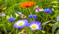 Natur-Blütenrefugium - Wildblumenmischung