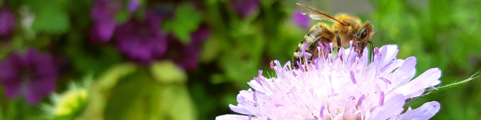 Biene auf Gewöhnlicher Teufelsabbiss - Succisa pratensis - FOTO(C)www.trachtpflanzen24.de